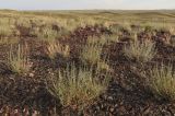 Artemisia sublessingiana