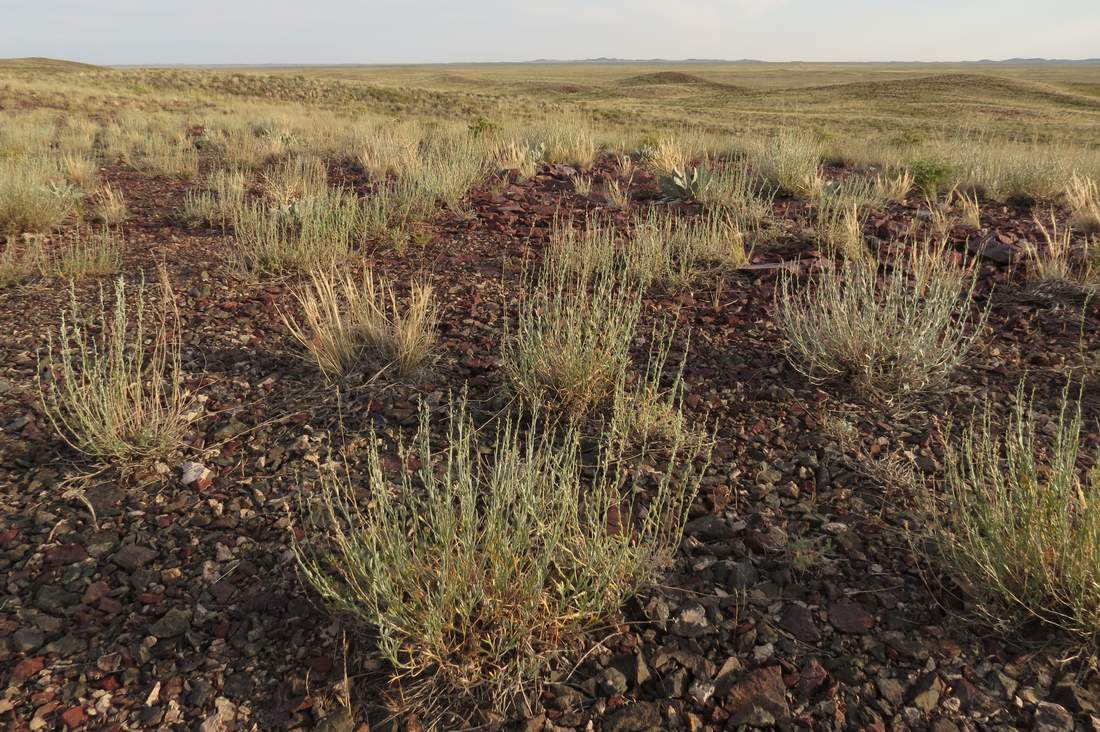 Изображение особи Artemisia sublessingiana.