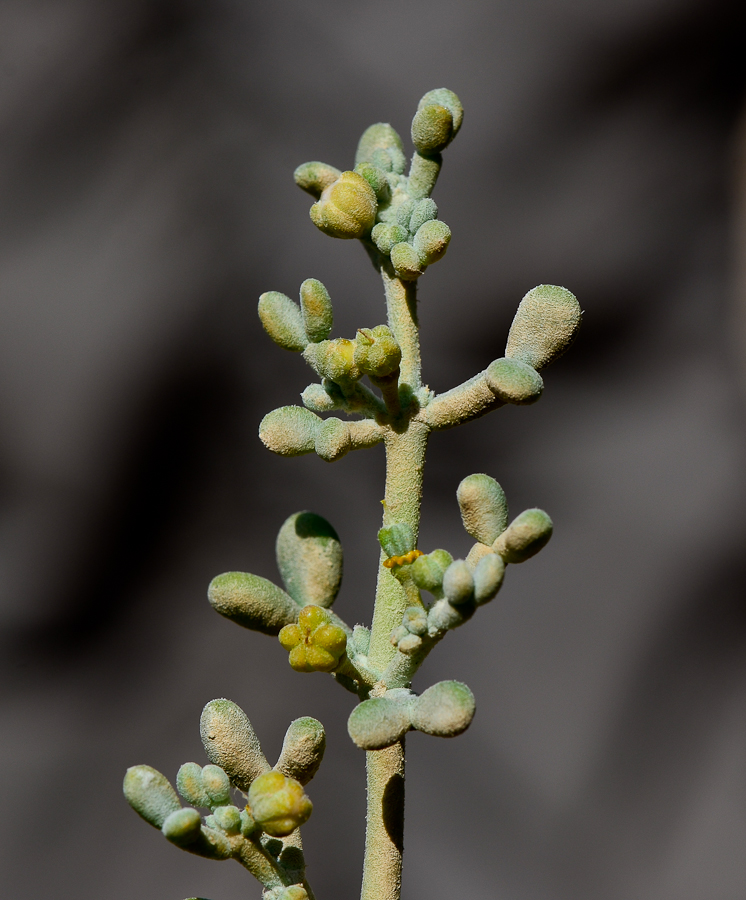 Изображение особи Tetraena alba.