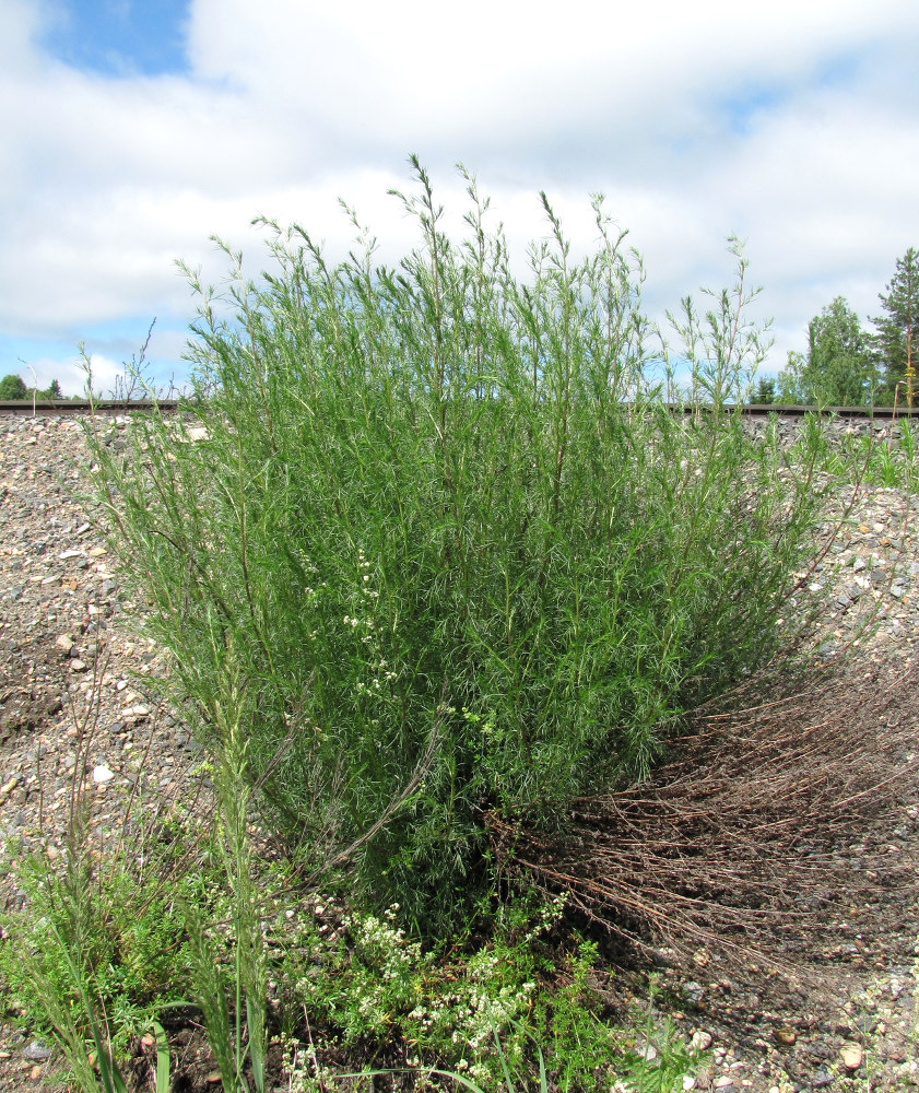 Image of Artemisia campestris specimen.