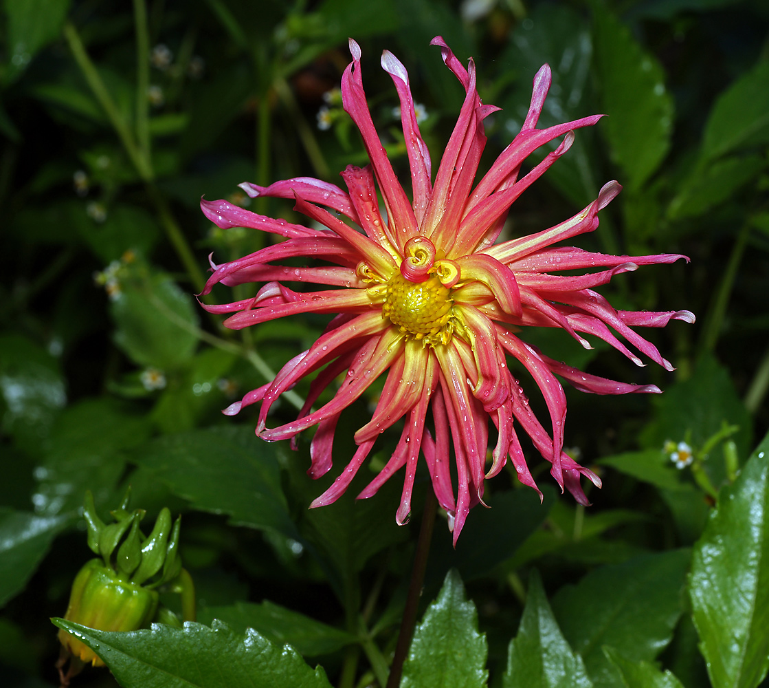 Image of Dahlia × cultorum specimen.