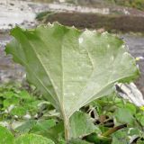 Tussilago farfara