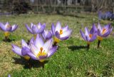 Crocus subspecies sublimis