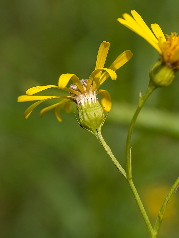 Image of Senecio paludosus specimen.