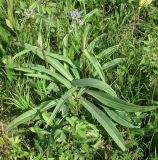 Gentiana macrophylla. Цветущее растение. Иркутск, роща Звёздочка. 02.08.2009.