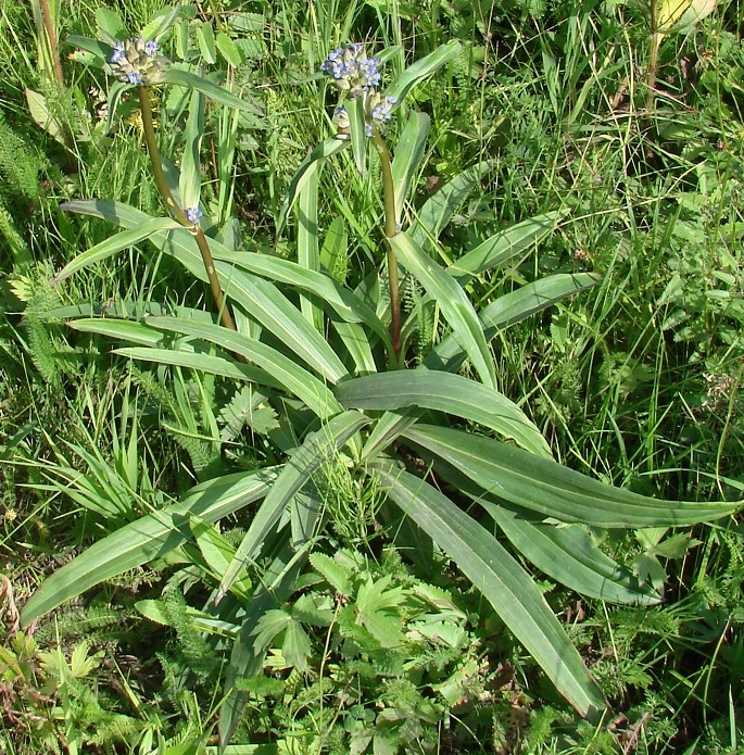 Изображение особи Gentiana macrophylla.