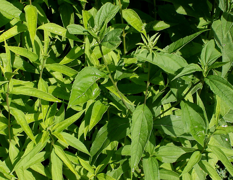 Изображение особи Helianthella quinquenervis.