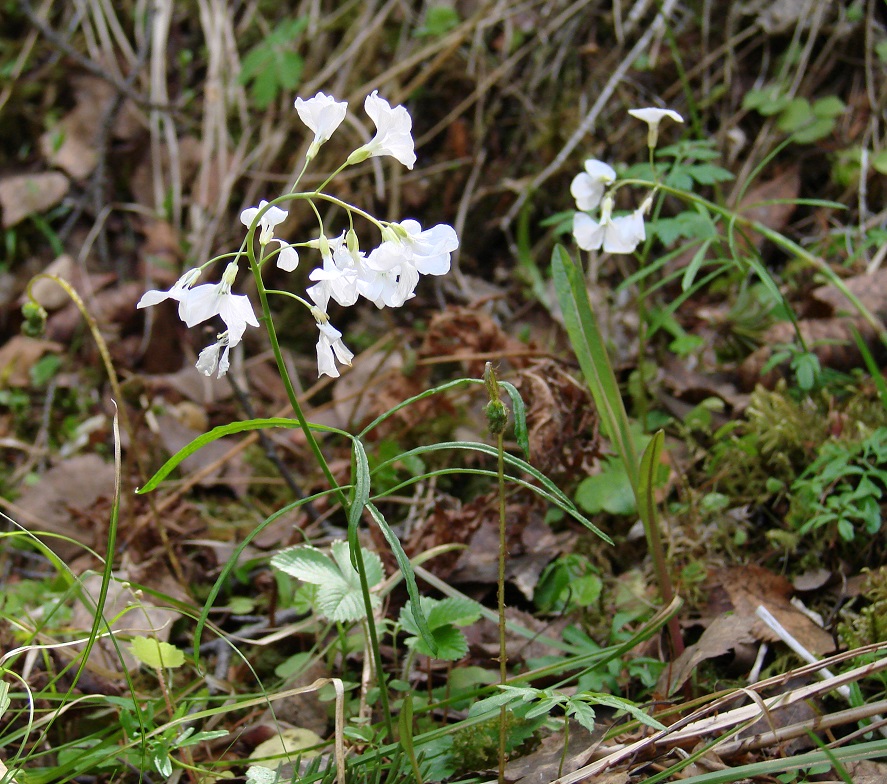 Изображение особи Cardamine trifida.