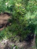 Sciadopitys verticillata