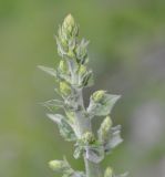 Verbascum