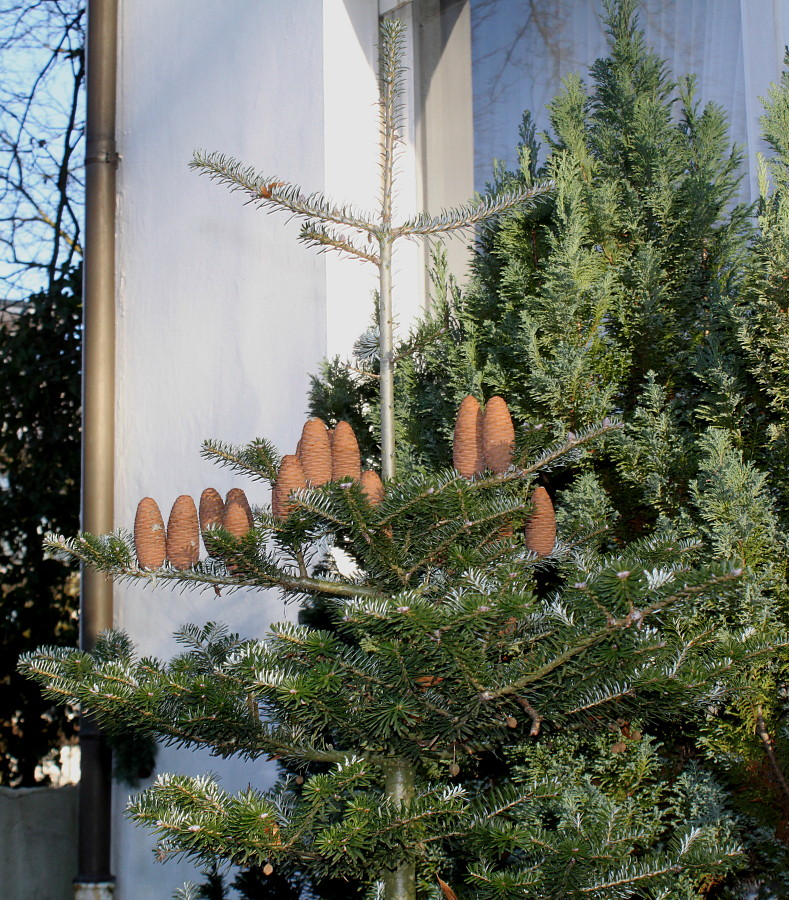 Image of Abies koreana specimen.