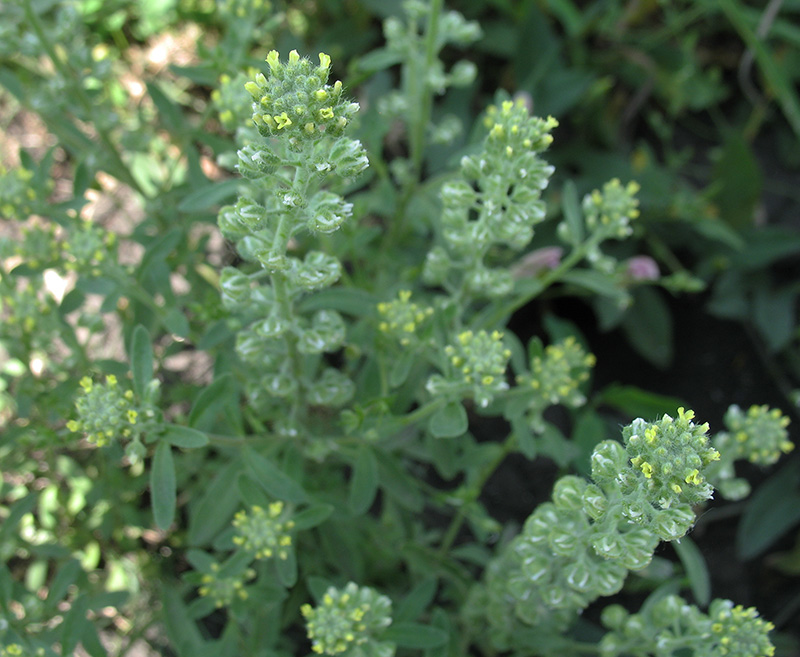 Изображение особи Alyssum alyssoides.