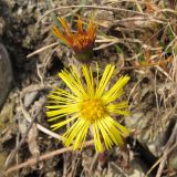 Tussilago farfara