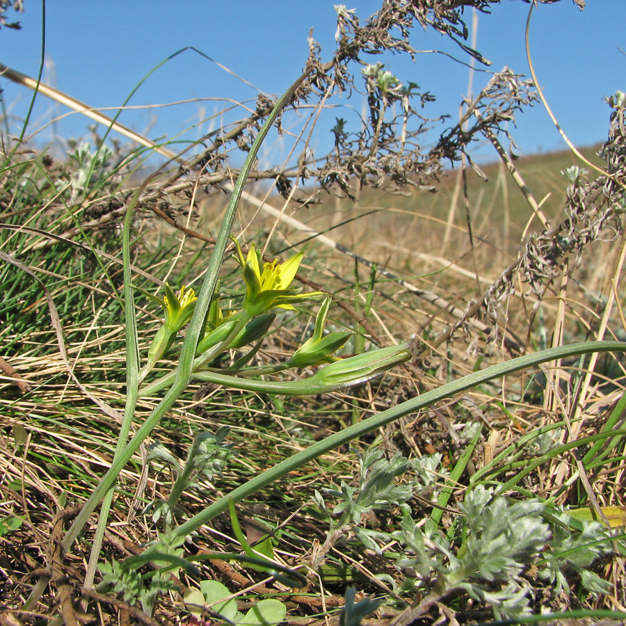 Image of genus Gagea specimen.