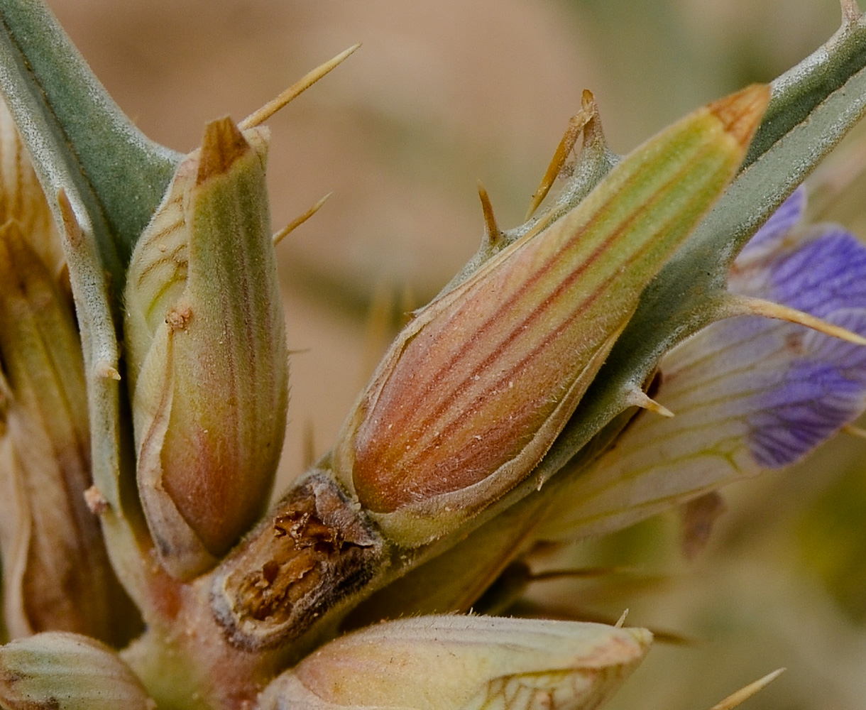 Изображение особи Blepharis attenuata.