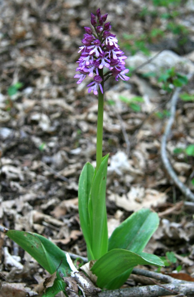 Изображение особи Orchis purpurea ssp. caucasica.