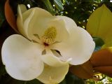 Magnolia grandiflora