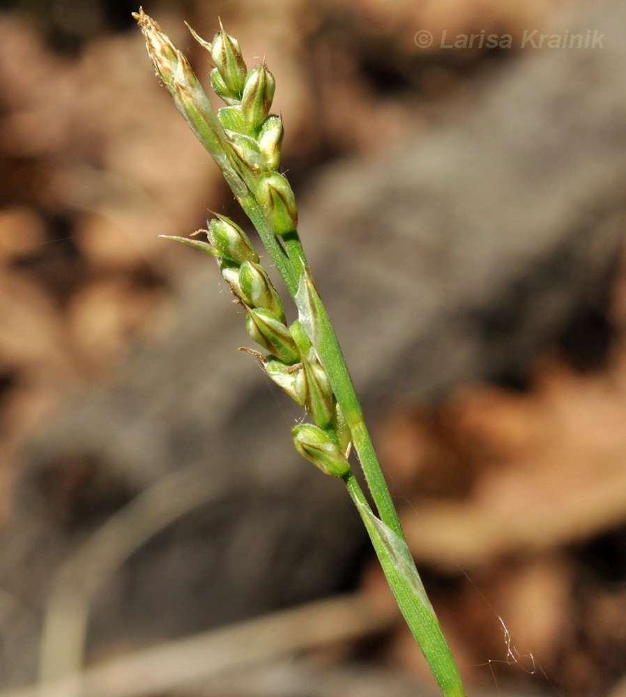 Изображение особи Carex lancibracteata.