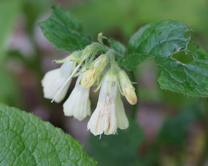 Image of Symphytum tauricum specimen.