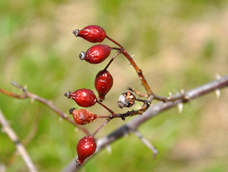 Image of genus Rosa specimen.