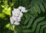 Sorbus aucuparia. Соцветие и листья. Ленинградская обл., Кингисеппский р-н, берег оз. Глубокое. 01.06.2014.
