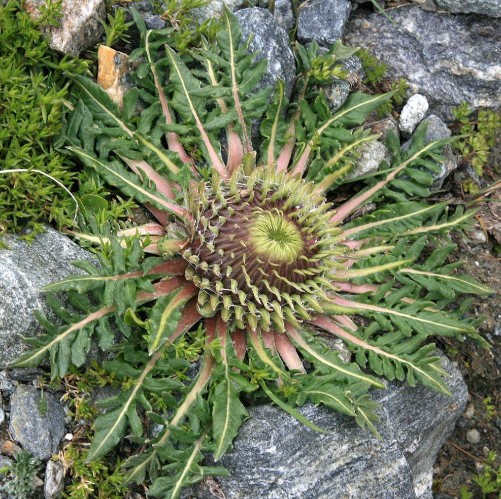 Image of Jurinella moschus specimen.