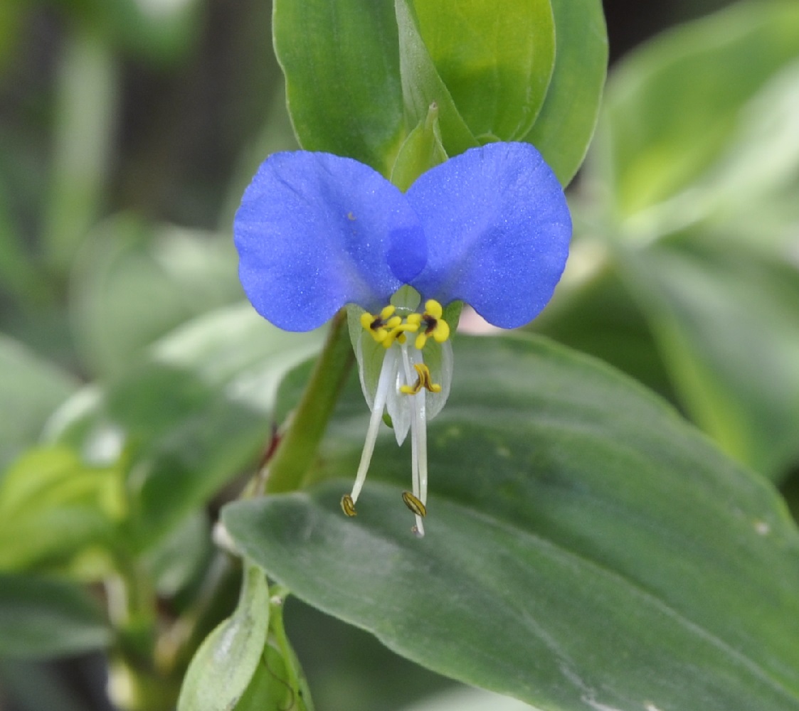 Изображение особи Commelina communis.