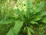 Pulmonaria mollis