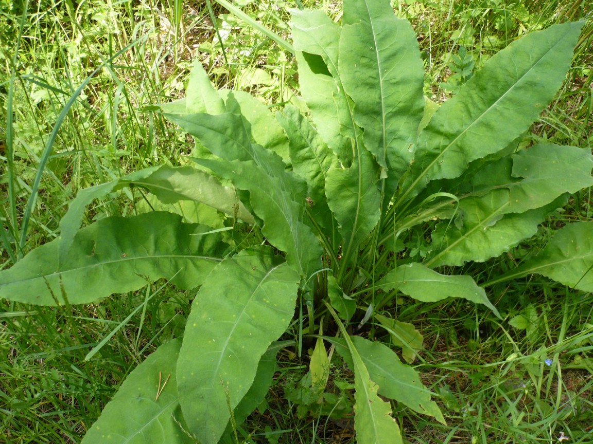 Изображение особи Pulmonaria mollis.