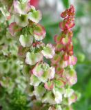 Rumex tuberosus