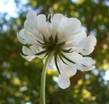 Scabiosa praemontana