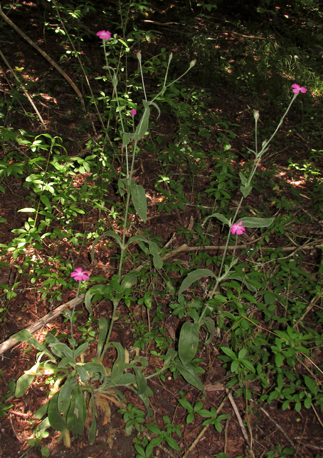 Изображение особи Lychnis coronaria.