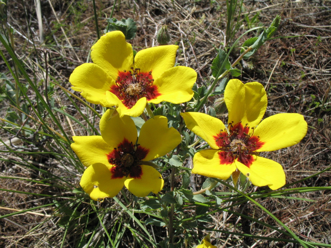 Image of Rosa persica specimen.