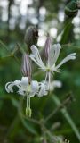 Silene nutans