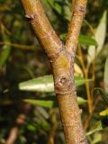 Salix triandra. Часть скелетной ветви. Украина, Запорожская обл., Бердянский р-н, г. Бердянск, Бердянская коса. 02.08.2014.