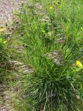 Deschampsia cespitosa. Колосящееся растение. Кольский полуостров, побережье Восточного Мурмана, пос. Дальние Зеленцы, берег оз. Промерное. 22.08.2009.