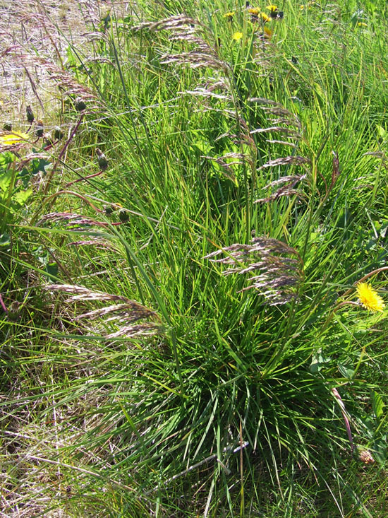 Изображение особи Deschampsia cespitosa.