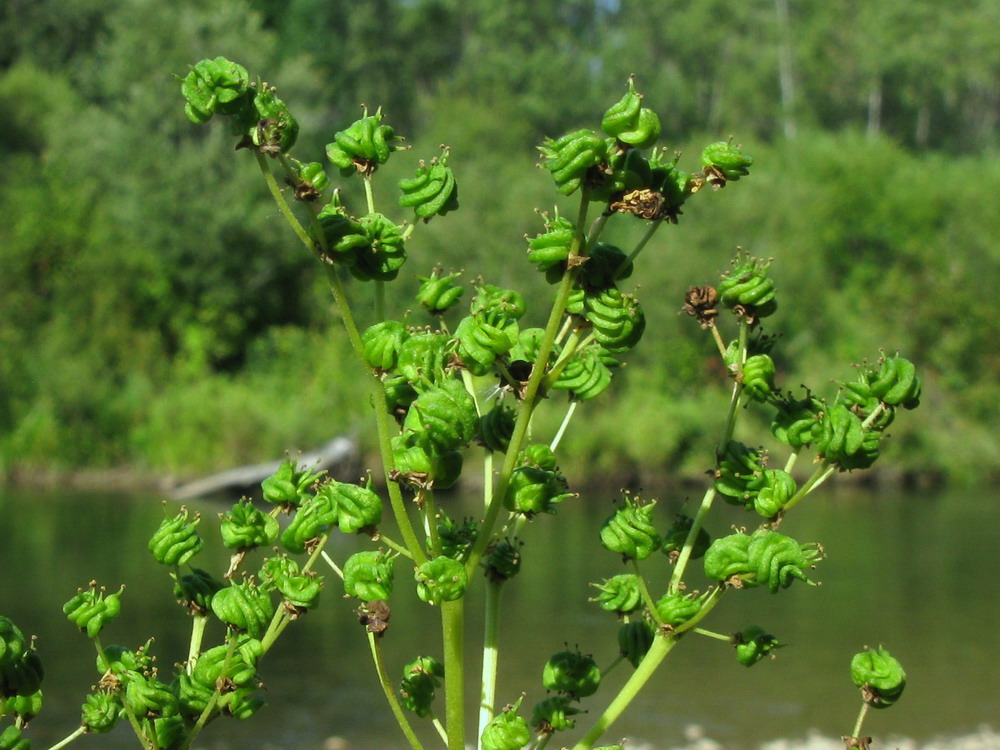 Изображение особи Filipendula ulmaria.