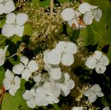 Hydrangea quercifolia. Часть соцветия. Германия, г. Дюссельдорф, Ботанический сад университета. 03.07.2014.