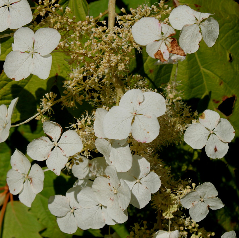 Image of Hydrangea quercifolia specimen.
