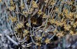 Ephedra intermedia