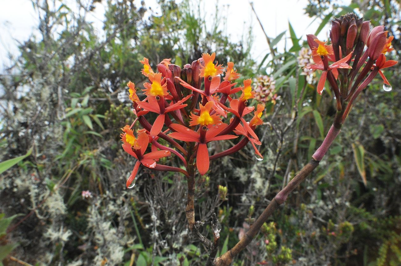 Изображение особи Epidendrum secundum.