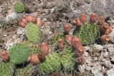 Opuntia разновидность camanchica