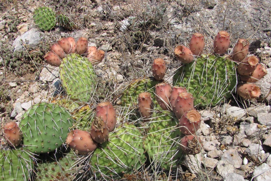 Изображение особи Opuntia phaeacantha var. camanchica.