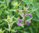 Pedicularis resupinata