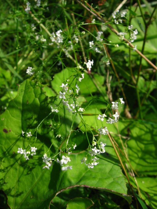 Изображение особи Galium uliginosum.