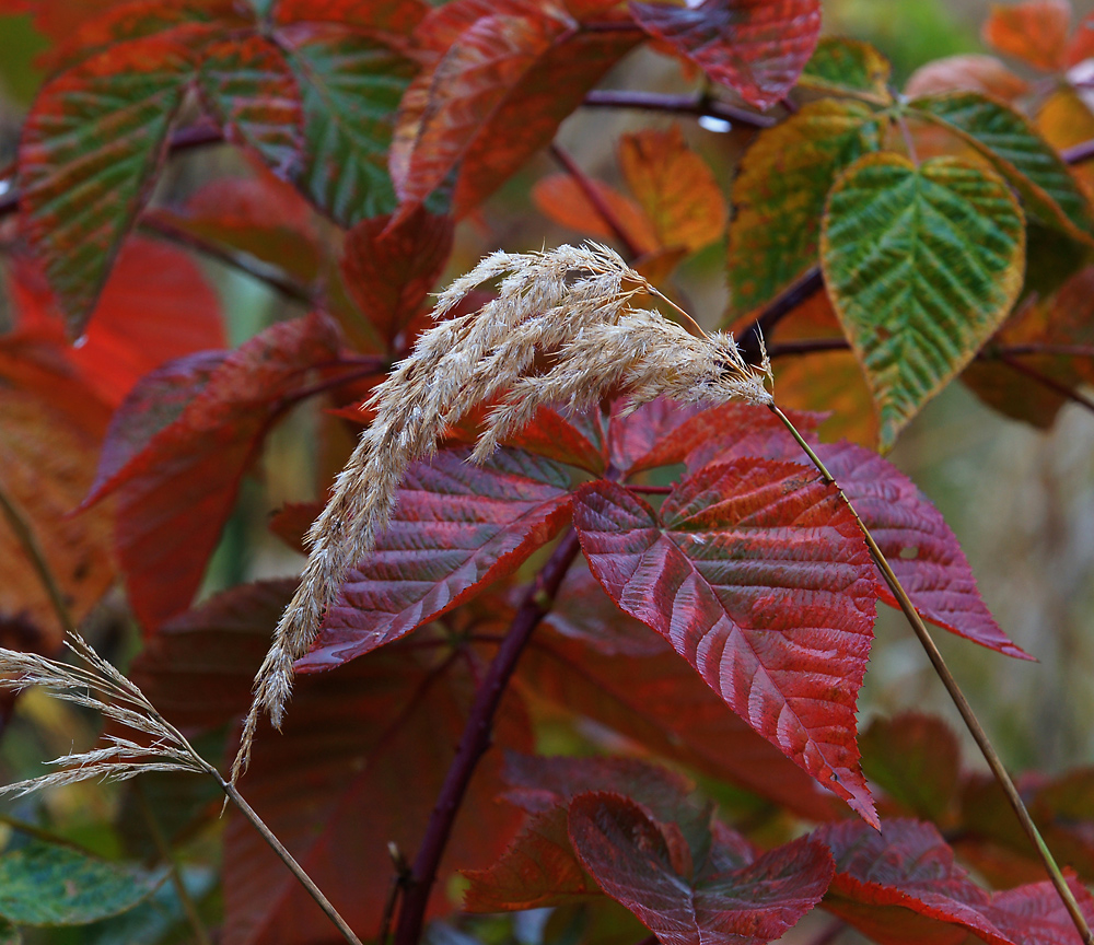 Image of Calamagrostis epigeios specimen.