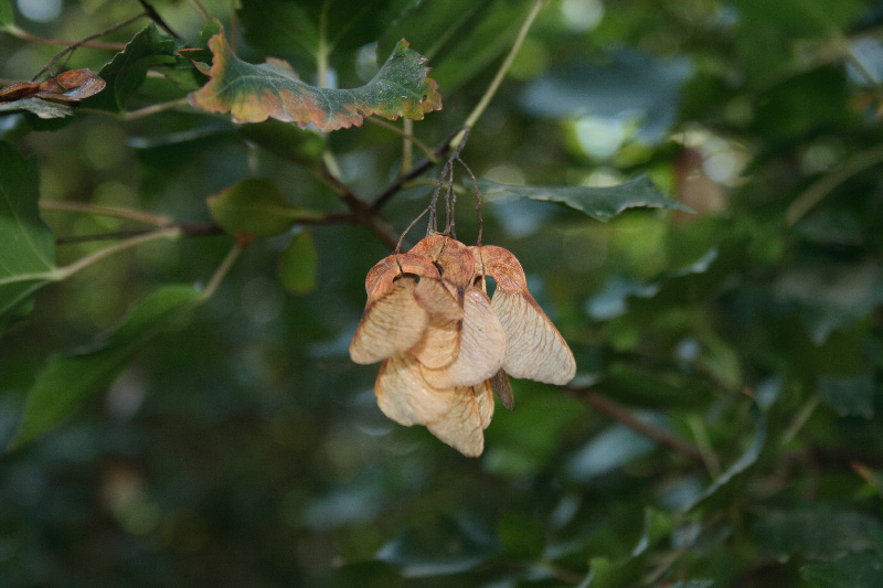 Image of Acer ginnala specimen.