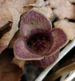 Asarum sieboldii