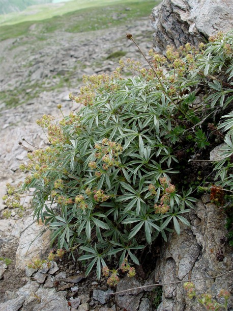 Изображение особи Alchemilla sericea.